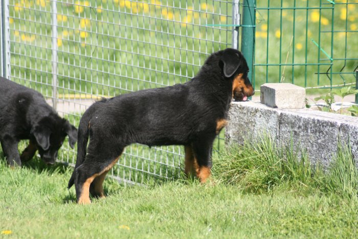 Quenza 09 04 2017 (37)